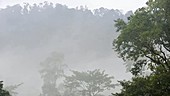 Tabin rainforest