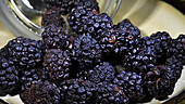 Blackberries rotting, timelapse