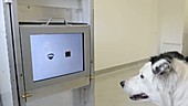 Dog intelligence testing