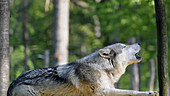 Grey wolf howling