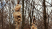 Bulrush seeds