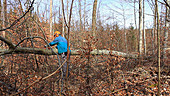 Trimming a felled tree