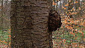 Birch tree with bur