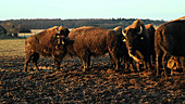 Bison farm
