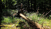 Fallen spruce tree
