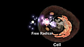 Free radical cellular damage