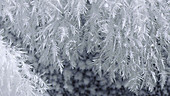 Dendritic ice