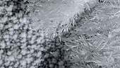 Dendritic ice crystal growth