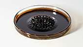 Ferrofluid in magnetic field