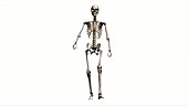 Male skeleton, walking