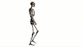 Male skeleton, walking