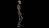 Male skeleton, walking