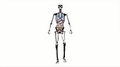 Male body with organs, walking