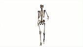 Female skeleton, walking