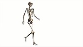 Female skeleton, walking