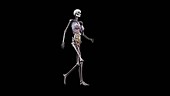 Female body with organs, walking