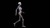 Female body with organs, walking