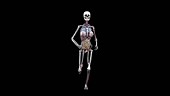 Female body with organs, walking