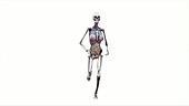 Female body with organs, running