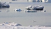 Icebergs, Greenland