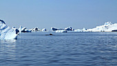 Bowhead whale, Greenland