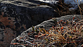 Arctic willow, Greenland