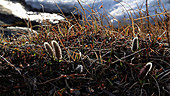 Arctic willow, Greenland