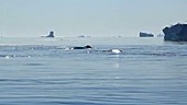 Bowhead whale group, Greenland