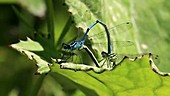 Mating azure damselflies