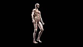 Male body walking