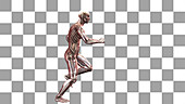 Male body running