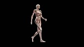 Female body walking