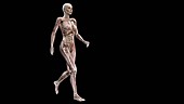 Female body walking