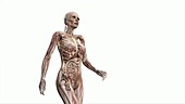 Female body walking