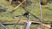 Blue broad-bodied chaser dragonfly