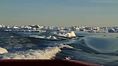Glacial icebergs, Greenland