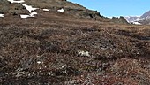 Tundra blooming, Greenland