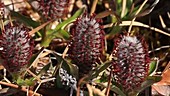 Male Arctic willow flowers, Greenland