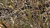 Flowering single-spike sedge, Greenland