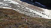 Woolly lousewort, Greenland