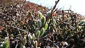 Arctic willow, Greenland