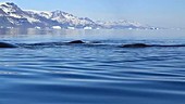 Bowhead whales, Greenland