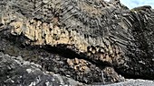 Meltwater on basalt cliffs, Greenland