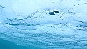 Sea ice from below, Greenland