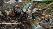 Carabus beetle feeding on a snail