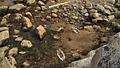 Seal skins, Greenland