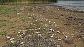 Dead mussels by a lake