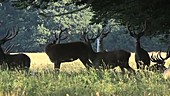 Red deer stags