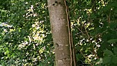 Ivy climbing a beech tree