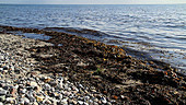 Seaweed at the tide line
